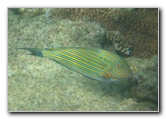 Taveuni-Island-Fiji-Underwater-Snorkeling-Pictures-159