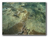 Taveuni-Island-Fiji-Underwater-Snorkeling-Pictures-160