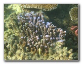 Taveuni-Island-Fiji-Underwater-Snorkeling-Pictures-161
