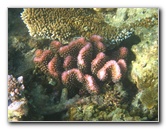 Taveuni-Island-Fiji-Underwater-Snorkeling-Pictures-162