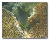 Taveuni-Island-Fiji-Underwater-Snorkeling-Pictures-165