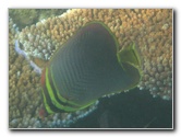 Taveuni-Island-Fiji-Underwater-Snorkeling-Pictures-169