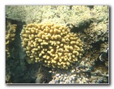 Taveuni-Island-Fiji-Underwater-Snorkeling-Pictures-171