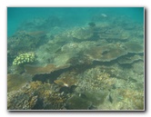 Taveuni-Island-Fiji-Underwater-Snorkeling-Pictures-172