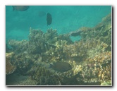 Taveuni-Island-Fiji-Underwater-Snorkeling-Pictures-173