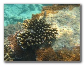 Taveuni-Island-Fiji-Underwater-Snorkeling-Pictures-176