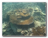 Taveuni-Island-Fiji-Underwater-Snorkeling-Pictures-177