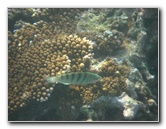 Taveuni-Island-Fiji-Underwater-Snorkeling-Pictures-178
