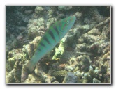 Taveuni-Island-Fiji-Underwater-Snorkeling-Pictures-179