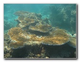 Taveuni-Island-Fiji-Underwater-Snorkeling-Pictures-180