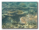 Taveuni-Island-Fiji-Underwater-Snorkeling-Pictures-181