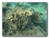 Taveuni-Island-Fiji-Underwater-Snorkeling-Pictures-182