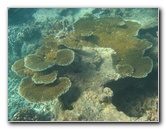 Taveuni-Island-Fiji-Underwater-Snorkeling-Pictures-187