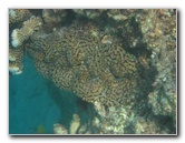 Taveuni-Island-Fiji-Underwater-Snorkeling-Pictures-190