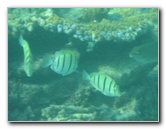 Taveuni-Island-Fiji-Underwater-Snorkeling-Pictures-199