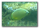 Taveuni-Island-Fiji-Underwater-Snorkeling-Pictures-212
