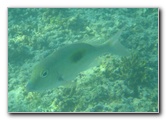 Taveuni-Island-Fiji-Underwater-Snorkeling-Pictures-239