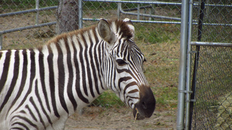 Two-Tails-Ranch-Exotic-Animal-Sanctuary-Williston-FL-021