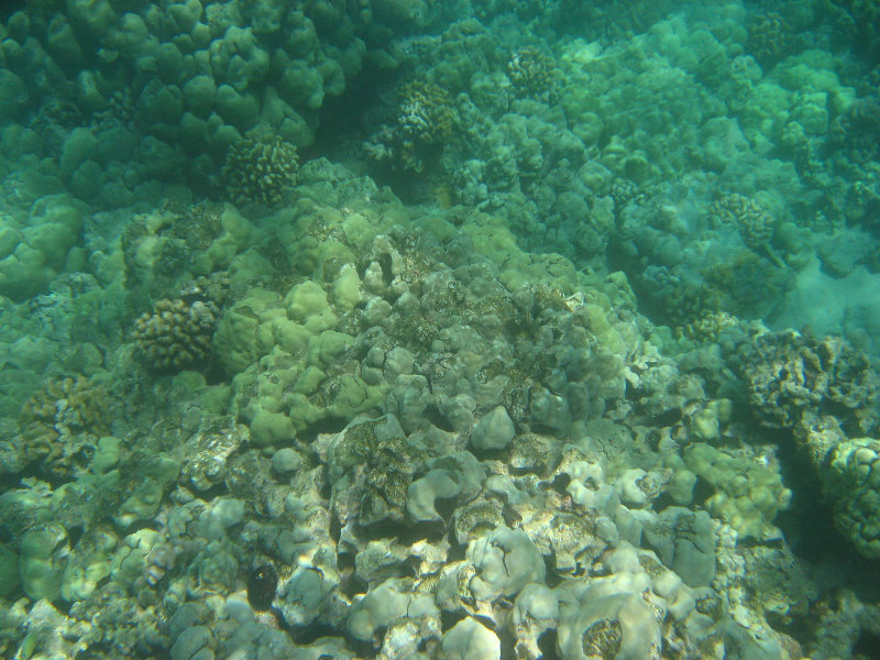 Waialea-Bay-Beach-69-Snorkeling-Kamuela-Big-Island-Hawaii-014