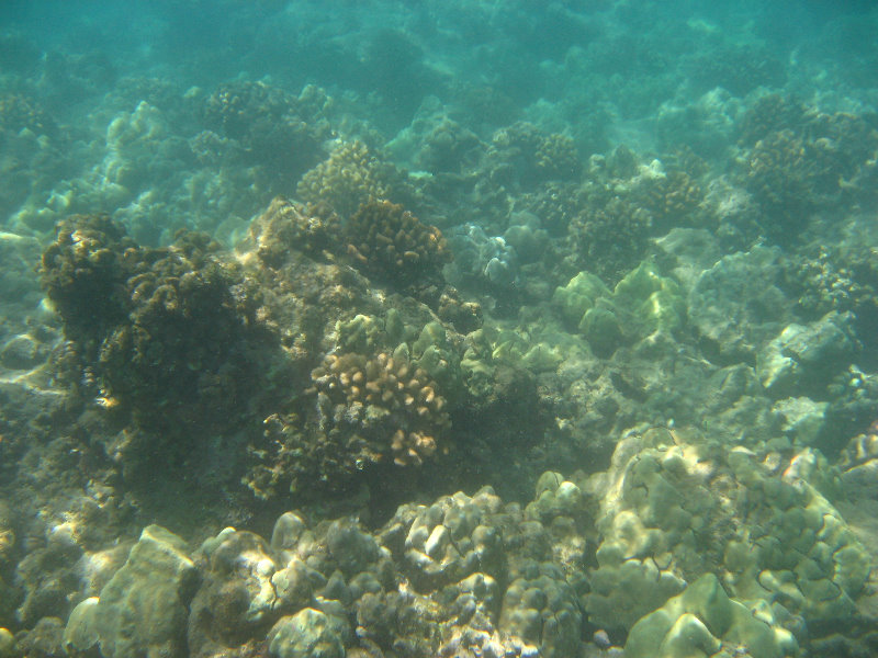 Waialea-Bay-Beach-69-Snorkeling-Kamuela-Big-Island-Hawaii-042
