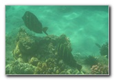 Waialea-Bay-Beach-69-Snorkeling-Kamuela-Big-Island-Hawaii-049