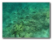 Waialea-Bay-Beach-69-Snorkeling-Kamuela-Big-Island-Hawaii-057
