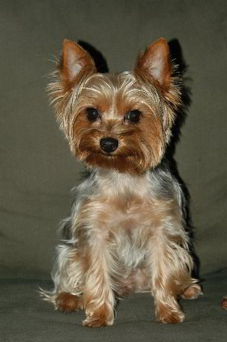 Yorkshire-Terrier-Pictures-10