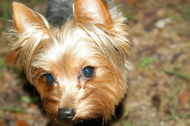 Yorkshire-Terrier-Pictures-20
