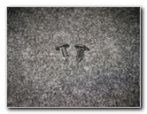 2014-2018-Toyota-Corolla-Tail-Light-Bulbs-Replacement-Guide-006