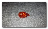 2019-2024-Nissan-Altima-Front-Turn-Signal-Light-Bulbs-Replacement-Guide-014