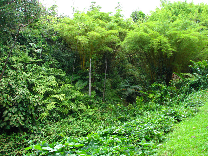 Akaka-Falls-State-Park-Honomu-Big-Island-Hawaii-002