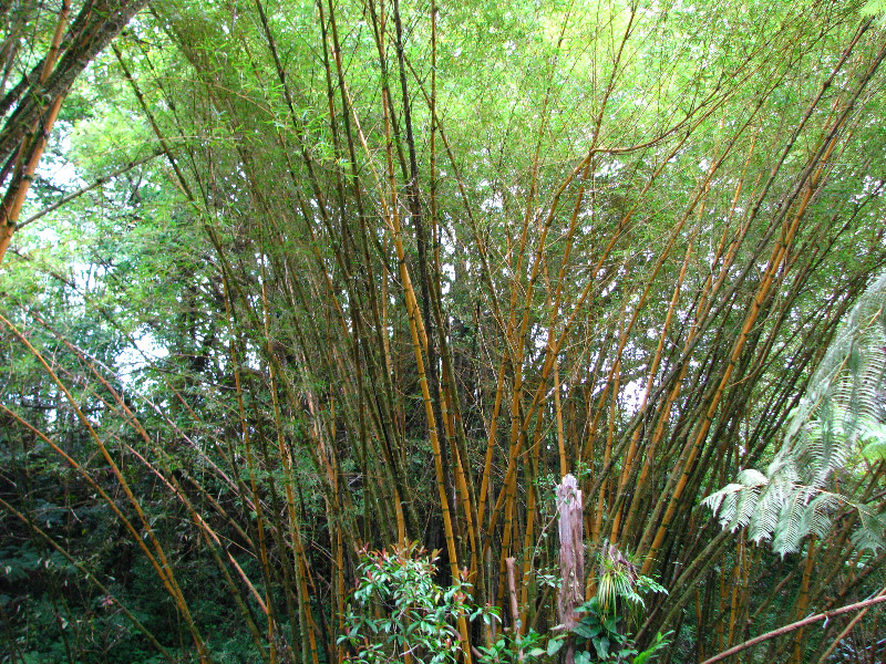 Akaka-Falls-State-Park-Honomu-Big-Island-Hawaii-003