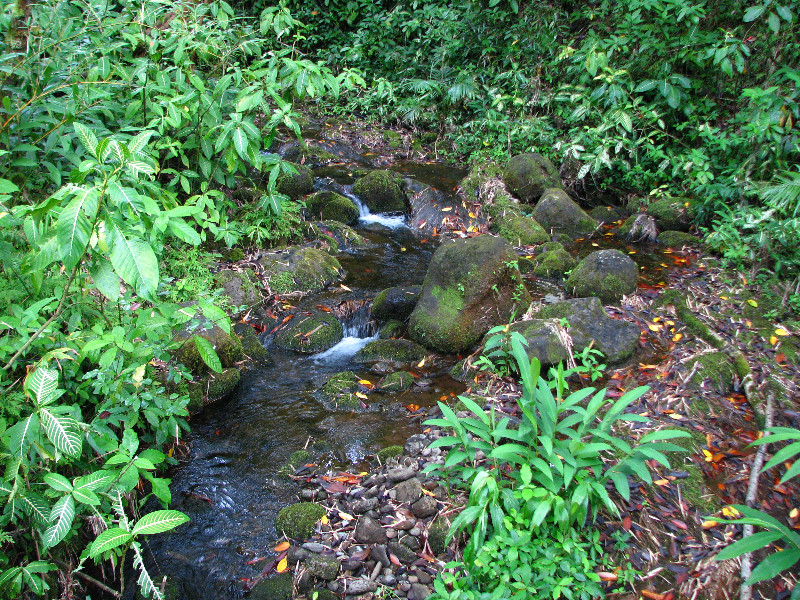 Akaka-Falls-State-Park-Honomu-Big-Island-Hawaii-004