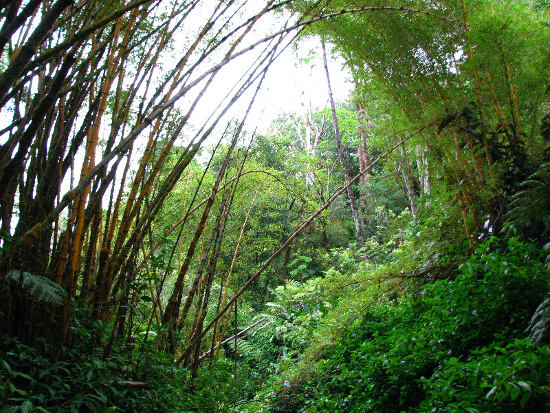 Akaka-Falls-State-Park-Honomu-Big-Island-Hawaii-006