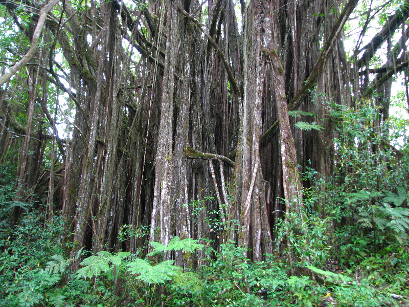 Akaka-Falls-State-Park-Honomu-Big-Island-Hawaii-007
