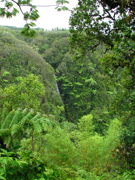 Akaka-Falls-State-Park-Honomu-Big-Island-Hawaii-009