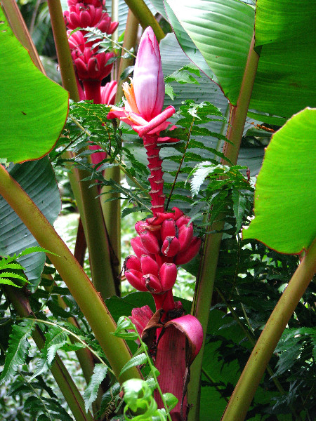 Akaka-Falls-State-Park-Honomu-Big-Island-Hawaii-019