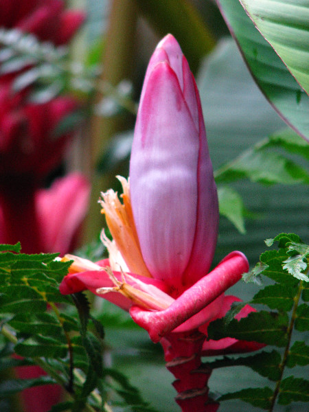 Akaka-Falls-State-Park-Honomu-Big-Island-Hawaii-020