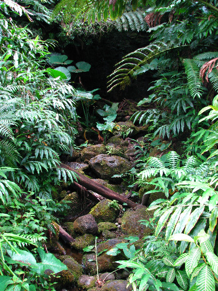 Akaka-Falls-State-Park-Honomu-Big-Island-Hawaii-021