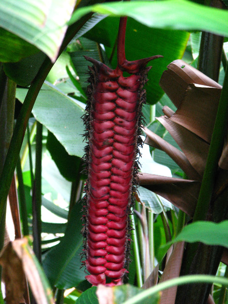 Akaka-Falls-State-Park-Honomu-Big-Island-Hawaii-022