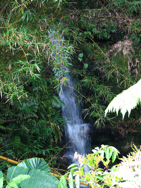 Akaka-Falls-State-Park-Honomu-Big-Island-Hawaii-024