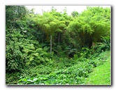 Akaka-Falls-State-Park-Honomu-Big-Island-Hawaii-002