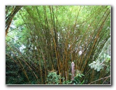 Akaka-Falls-State-Park-Honomu-Big-Island-Hawaii-003