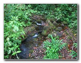 Akaka-Falls-State-Park-Honomu-Big-Island-Hawaii-004