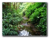 Akaka-Falls-State-Park-Honomu-Big-Island-Hawaii-005