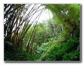 Akaka-Falls-State-Park-Honomu-Big-Island-Hawaii-006