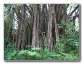 Akaka-Falls-State-Park-Honomu-Big-Island-Hawaii-007