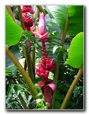 Akaka-Falls-State-Park-Honomu-Big-Island-Hawaii-019