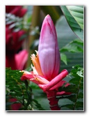 Akaka-Falls-State-Park-Honomu-Big-Island-Hawaii-020