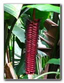 Akaka-Falls-State-Park-Honomu-Big-Island-Hawaii-022